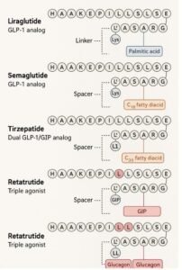 How GLP-1 Drugs Are Made: Comparing Semaglutide, Tirzepatide, Retatrutide, and More