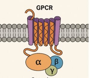 gpcr