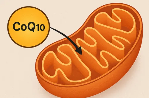 picture of coq10 interacting with the mitochondria with labels, alternate text, and image description