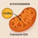 picture of coq10 interacting with the mitochondria with labels, alternate text, and image description